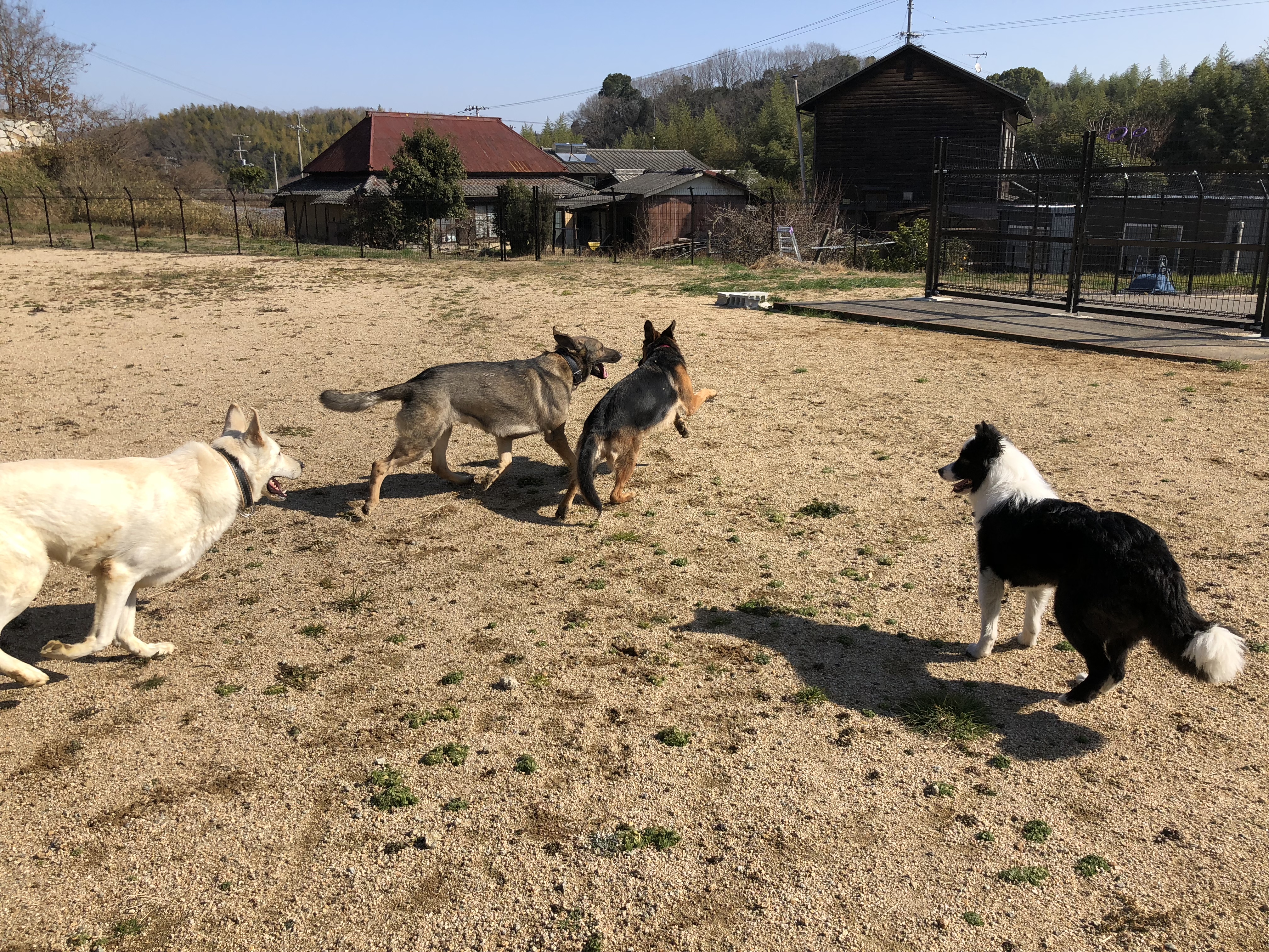 みんなで 大型犬編 青空ドッグスクール